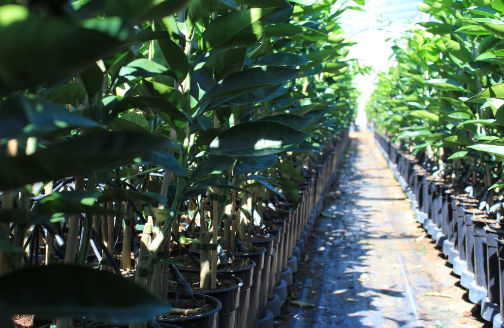 Viveros Beniplant - Viveros de cítricos Moncofa