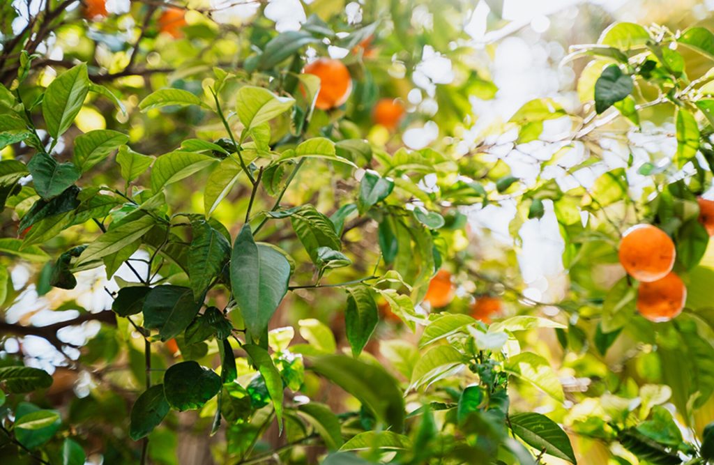 Viveros Beniplant - Viveros de cítricos Peniscola