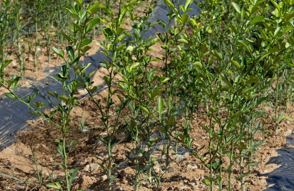 Viveros Beniplant - Viveros de cítricos Sant Jordi
