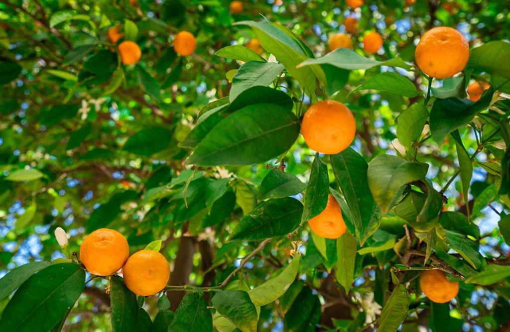 Viveros Beniplant - Viveros de cítricos Santa Magdalena