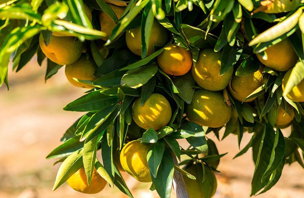 Viveros Beniplant - Viveros de cítricos Torreblanca