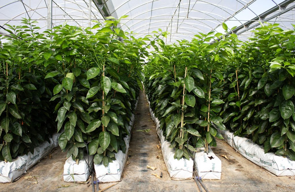 Viveros Beniplant - Viveros de cítricos Xert